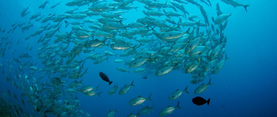 Water intake must ensure the protection of fish.