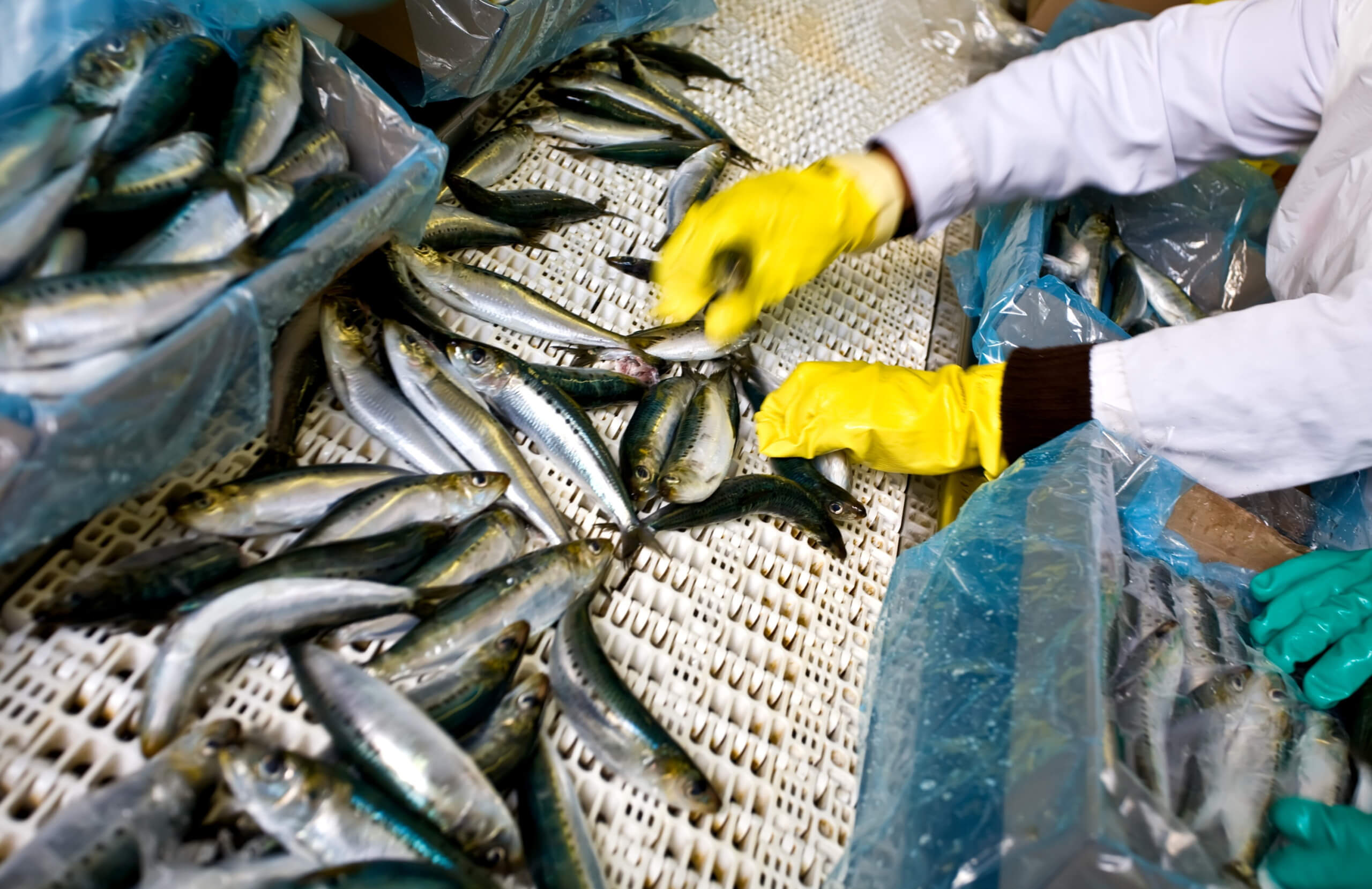 Tailor-made and adapted solutions for wastewater treatment and sludge treatment for the fish processing industry img-market-industry-fish-title-01